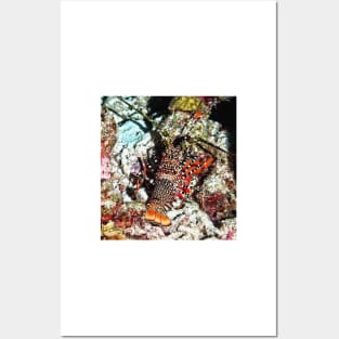 Caribbean Spotted Spiny Lobster at Night Posters and Art